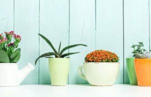 Семена домашних цветов: выбор и подготовка к посадке. Какие цветы легко вырастить дома из семян