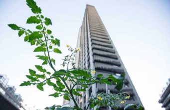 Город для жизни: сити-фермерство и городское садоводство