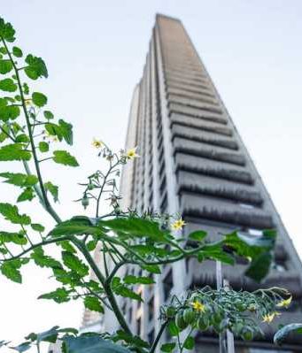 Город для жизни: сити-фермерство и городское садоводство