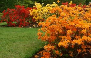 Кустарники для кислых почв